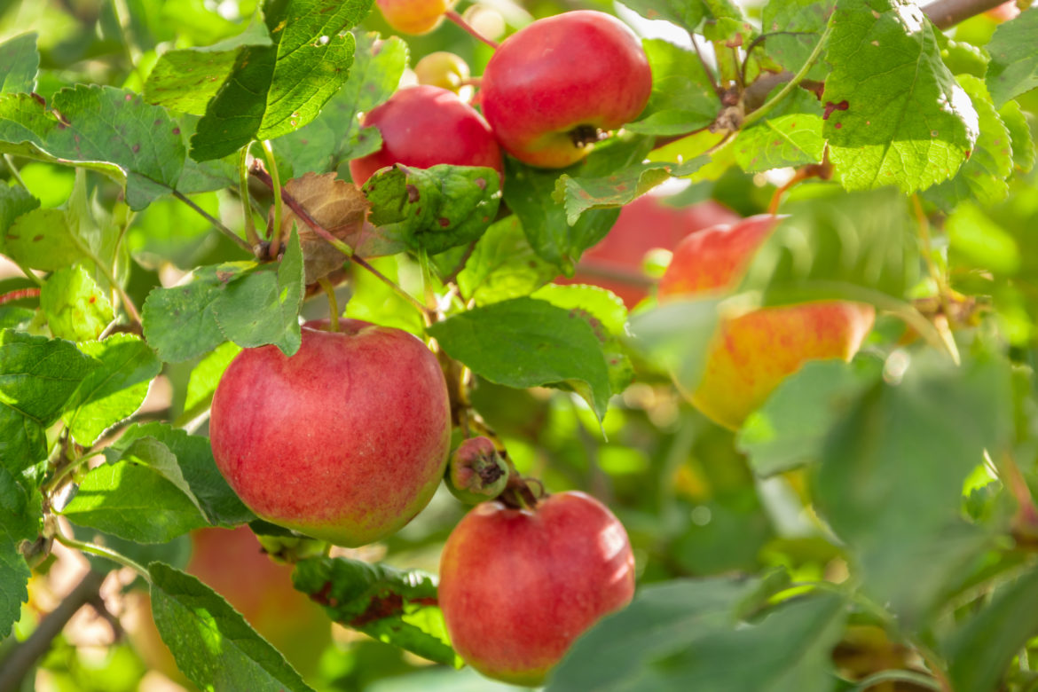 orchard apples
<span class="bsf-rt-reading-time"><span class="bsf-rt-display-label" prefix=""></span> <span class="bsf-rt-display-time" reading_time="1"></span> <span class="bsf-rt-display-postfix" postfix="mins read"></span></span><!-- .bsf-rt-reading-time -->