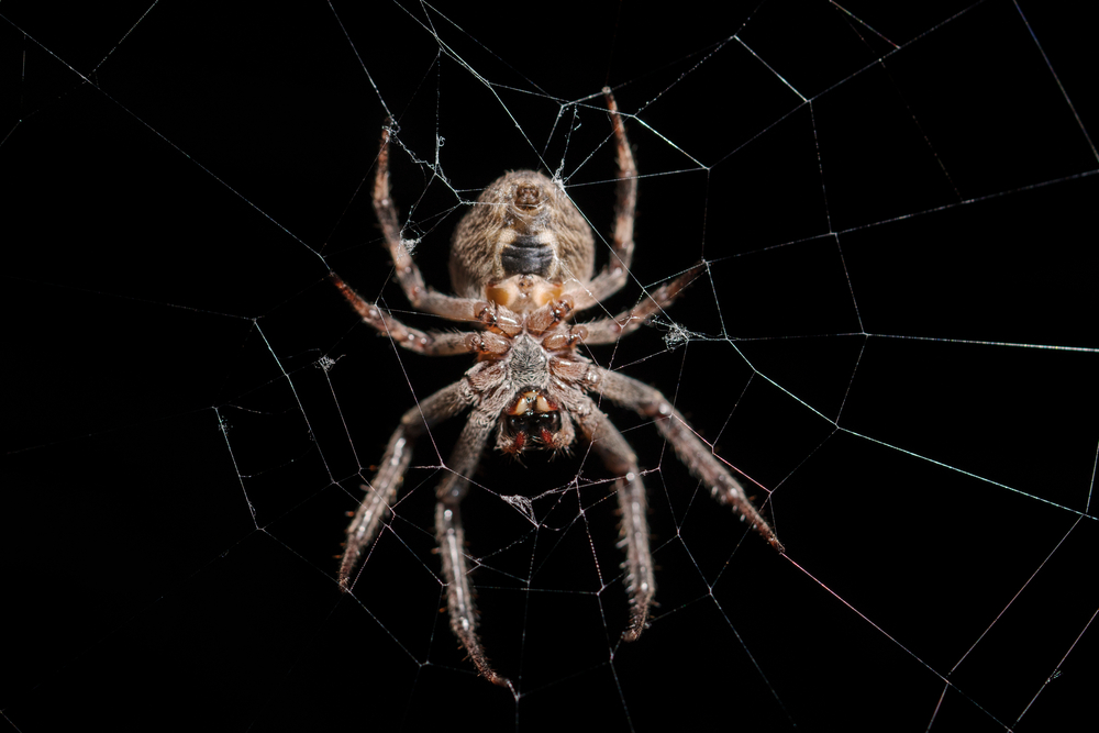 Iranian Spider
<span class="bsf-rt-reading-time"><span class="bsf-rt-display-label" prefix=""></span> <span class="bsf-rt-display-time" reading_time="7"></span> <span class="bsf-rt-display-postfix" postfix="mins read"></span></span><!-- .bsf-rt-reading-time -->