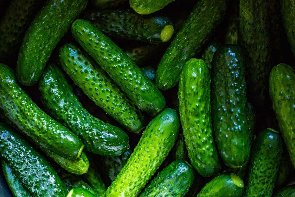 Cucmbers
<span class="bsf-rt-reading-time"><span class="bsf-rt-display-label" prefix=""></span> <span class="bsf-rt-display-time" reading_time="3"></span> <span class="bsf-rt-display-postfix" postfix="mins read"></span></span><!-- .bsf-rt-reading-time -->