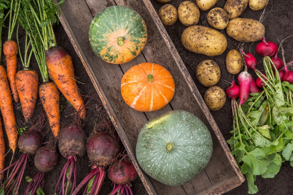 Organic,Vegetable,Background,Top,View.,Autumn,Harvest,Of,Carrot,,Beetroot,
<span class="bsf-rt-reading-time"><span class="bsf-rt-display-label" prefix=""></span> <span class="bsf-rt-display-time" reading_time="3"></span> <span class="bsf-rt-display-postfix" postfix="mins read"></span></span><!-- .bsf-rt-reading-time -->