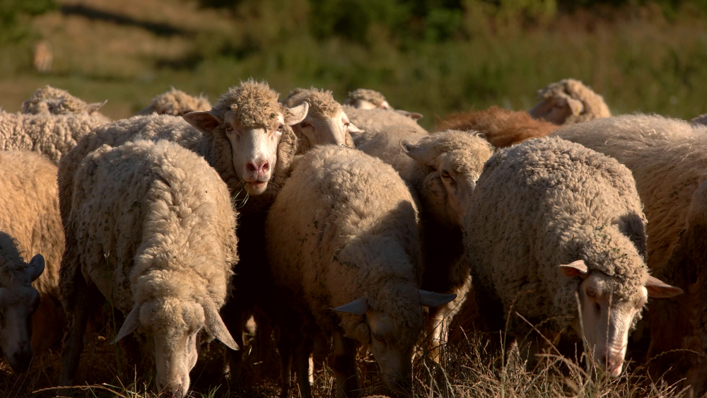 Befriend the EU with realism.